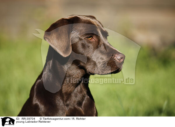 junger Labrador Retriever / young Labrador Retriever / RR-39704