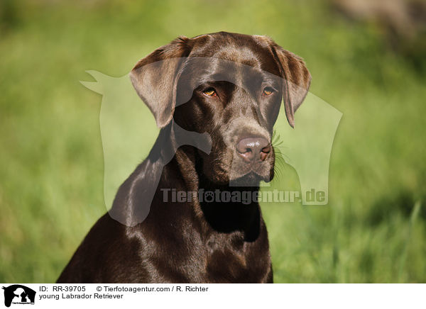 junger Labrador Retriever / young Labrador Retriever / RR-39705