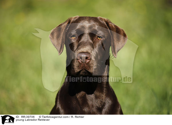 junger Labrador Retriever / young Labrador Retriever / RR-39706