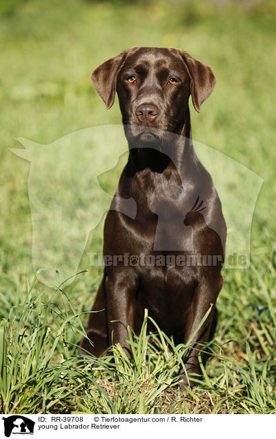 junger Labrador Retriever / young Labrador Retriever / RR-39708