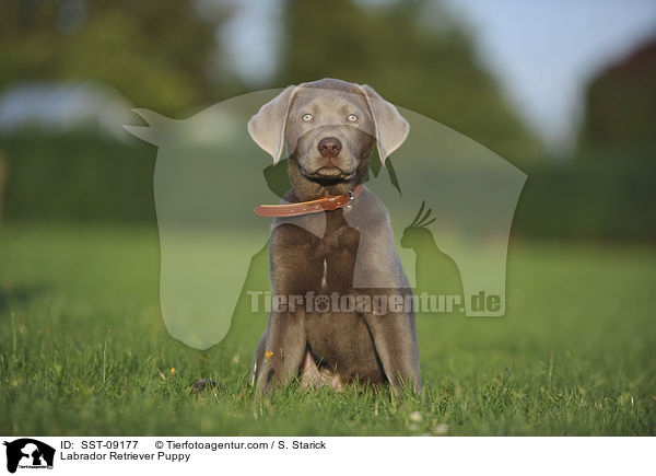 Labrador Retriever Welpe / Labrador Retriever Puppy / SST-09177
