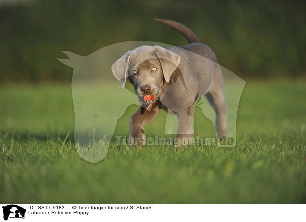 Labrador Retriever Welpe / Labrador Retriever Puppy / SST-09183