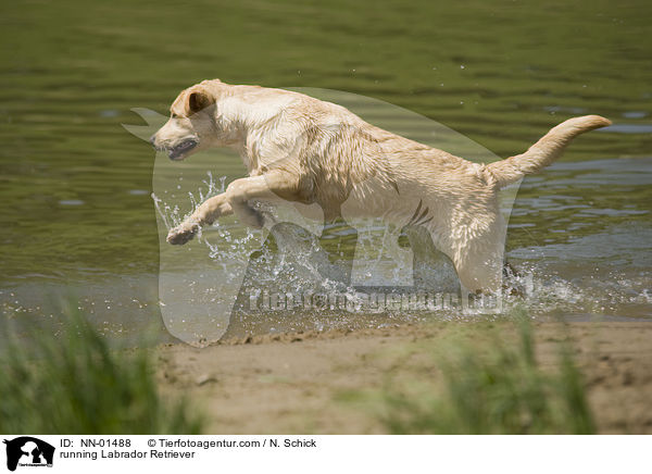 rennender Labrador Retriever / running Labrador Retriever / NN-01488