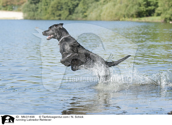 rennender Labrador Retriever / running Labrador Retriever / NN-01498