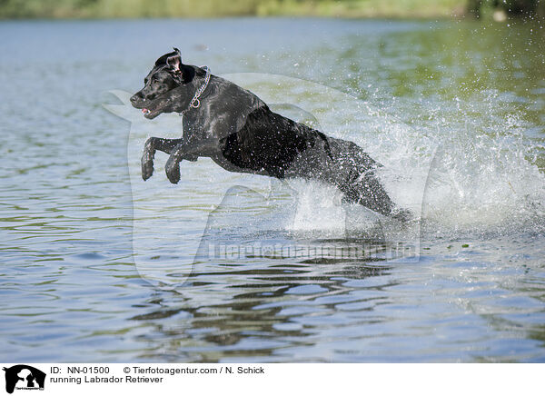 rennender Labrador Retriever / running Labrador Retriever / NN-01500