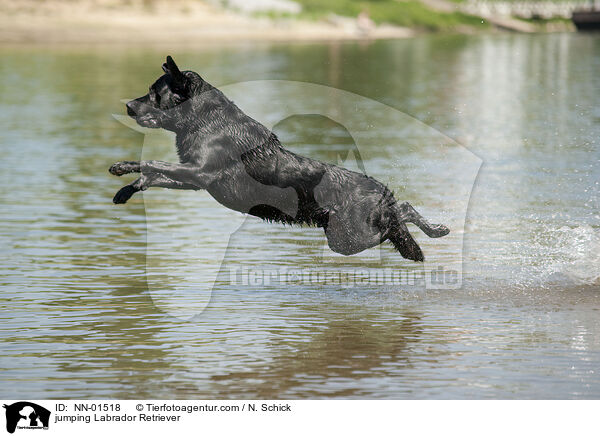 springender Labrador Retriever / jumping Labrador Retriever / NN-01518