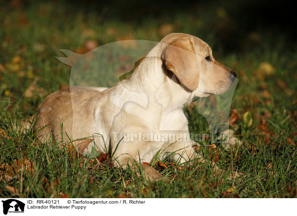 Labrador Retriever Welpe / Labrador Retriever Puppy / RR-40121