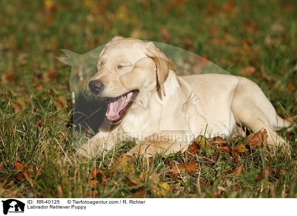 Labrador Retriever Welpe / Labrador Retriever Puppy / RR-40125