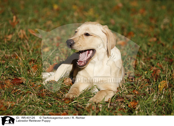 Labrador Retriever Welpe / Labrador Retriever Puppy / RR-40126