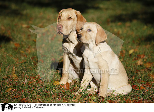 junge Labrador Retriever / young Labrador Retriever / RR-40129
