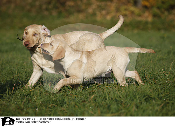 young Labrador Retriever / RR-40138