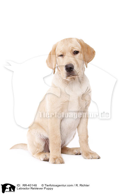 Labrador Retriever Puppy / RR-40148