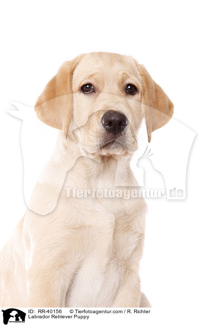 Labrador Retriever Welpe / Labrador Retriever Puppy / RR-40156
