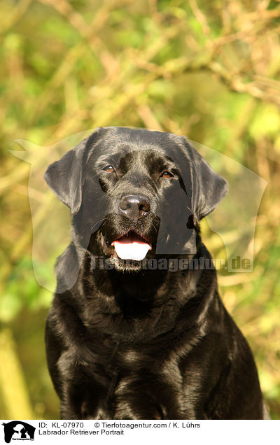 Labrador Retriever Portrait / Labrador Retriever Portrait / KL-07970