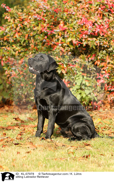 sitzender Labrador Retriever / sitting Labrador Retriever / KL-07978