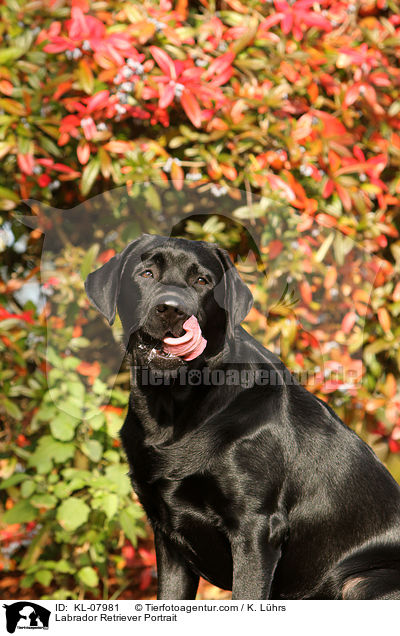 Labrador Retriever Portrait / Labrador Retriever Portrait / KL-07981