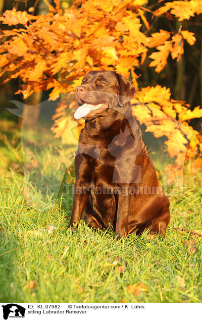sitzender Labrador Retriever / sitting Labrador Retriever / KL-07982