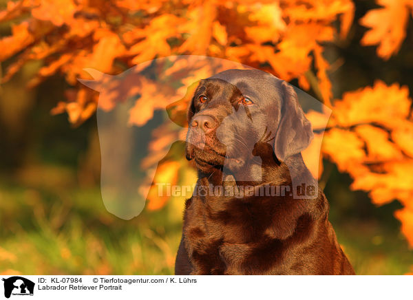 Labrador Retriever Portrait / Labrador Retriever Portrait / KL-07984