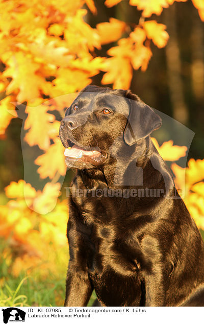Labrador Retriever Portrait / Labrador Retriever Portrait / KL-07985