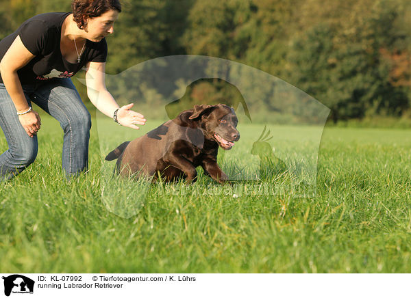 rennender Labrador Retriever / running Labrador Retriever / KL-07992