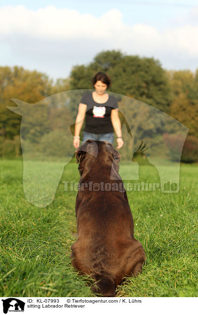 sitzender Labrador Retriever / sitting Labrador Retriever / KL-07993