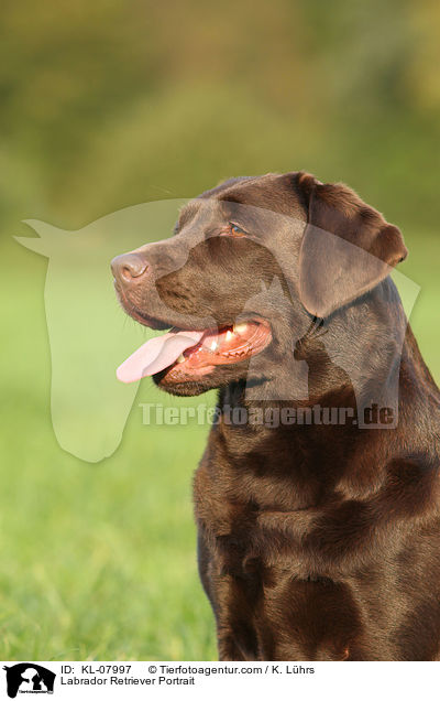 Labrador Retriever Portrait / Labrador Retriever Portrait / KL-07997