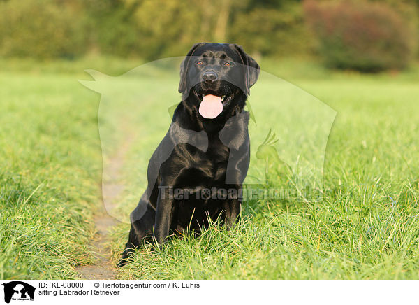 sitzender Labrador Retriever / sitting Labrador Retriever / KL-08000
