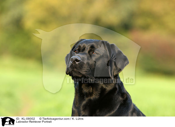 Labrador Retriever Portrait / Labrador Retriever Portrait / KL-08002