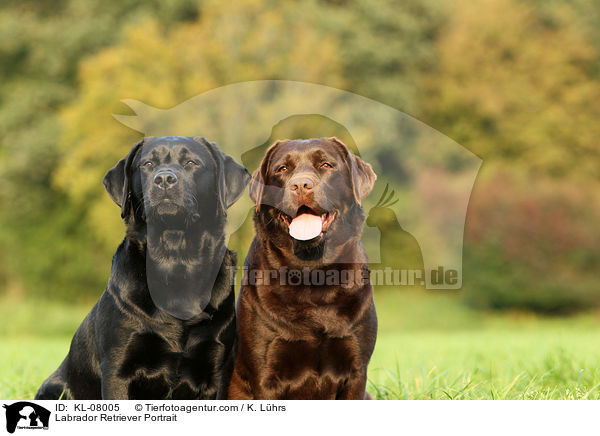 Labrador Retriever Portrait / Labrador Retriever Portrait / KL-08005