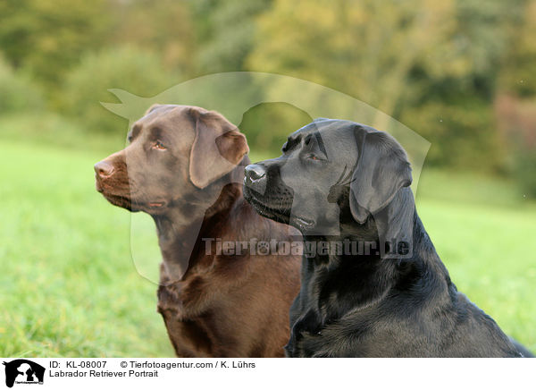 Labrador Retriever Portrait / Labrador Retriever Portrait / KL-08007