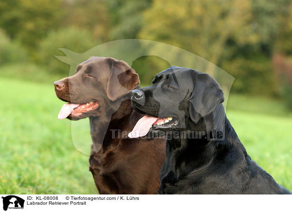 Labrador Retriever Portrait / Labrador Retriever Portrait / KL-08008
