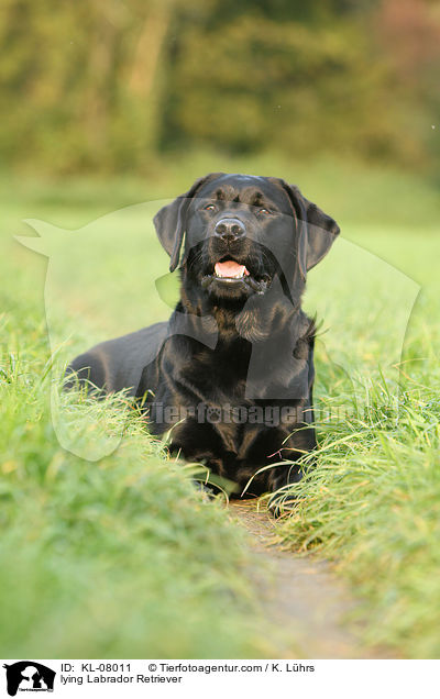 liegender Labrador Retriever / lying Labrador Retriever / KL-08011