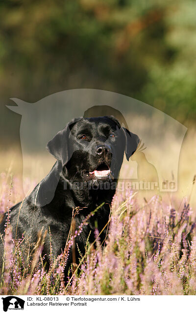 Labrador Retriever Portrait / Labrador Retriever Portrait / KL-08013