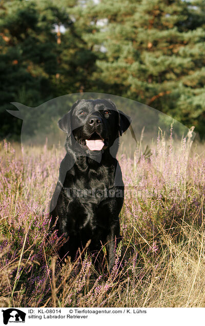 sitzender Labrador Retriever / sitting Labrador Retriever / KL-08014