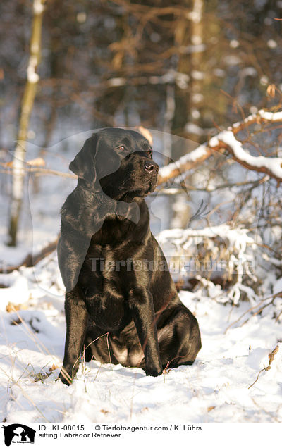 sitzender Labrador Retriever / sitting Labrador Retriever / KL-08015