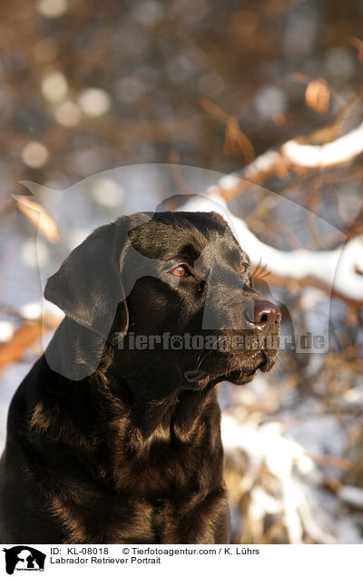 Labrador Retriever Portrait / Labrador Retriever Portrait / KL-08018