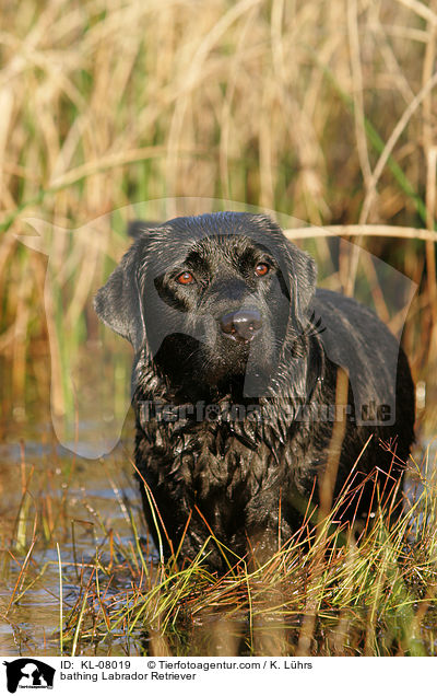 badender Labrador Retriever / bathing Labrador Retriever / KL-08019
