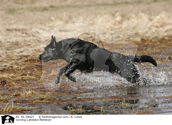 rennender Labrador Retriever / running Labrador Retriever / KL-08021