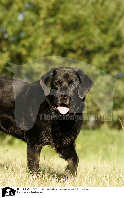 Labrador Retriever / Labrador Retriever / KL-08023
