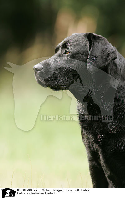 Labrador Retriever Portrait / Labrador Retriever Portrait / KL-08027