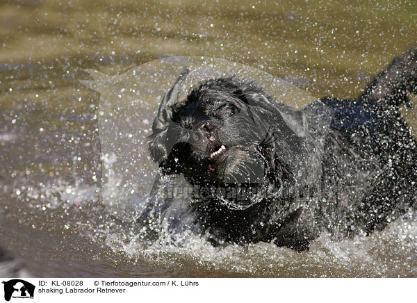 Labrador Retriever sch�ttelt sich / shaking Labrador Retriever / KL-08028