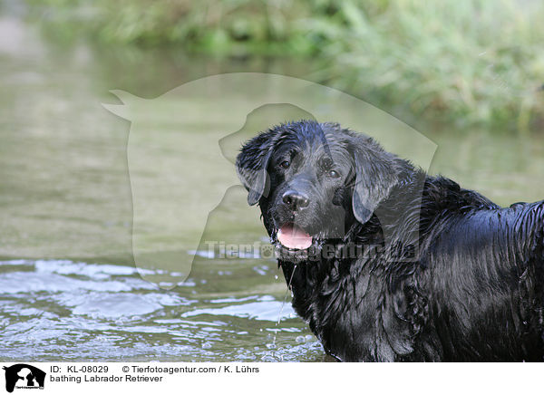 badender Labrador Retriever / bathing Labrador Retriever / KL-08029