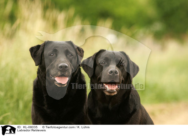 Labrador Retriever / Labrador Retrievers / KL-08035