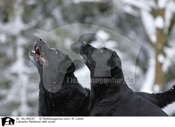 Labrador Retriever im Schnee / Labrador Retriever with snow / KL-08037