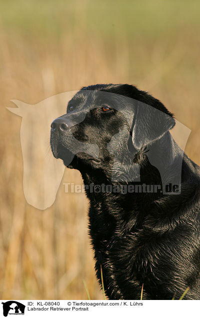 Labrador Retriever Portrait / Labrador Retriever Portrait / KL-08040