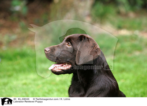 Labrador Retriever Welpe / Labrador Retriever Puppy / KL-08044