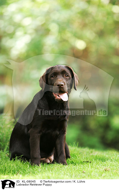 Labrador Retriever Welpe / Labrador Retriever Puppy / KL-08045