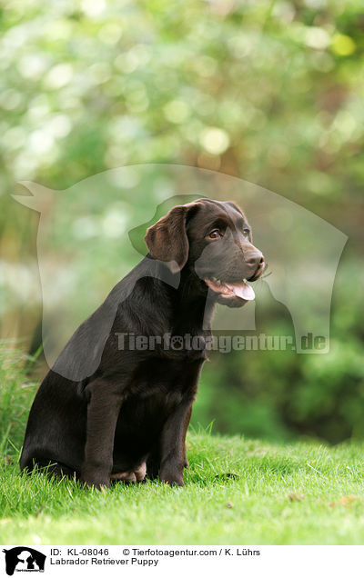 Labrador Retriever Welpe / Labrador Retriever Puppy / KL-08046