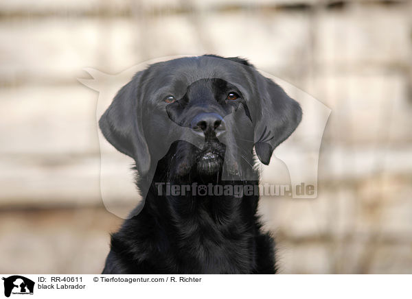 schwarzer Labrador / black Labrador / RR-40611