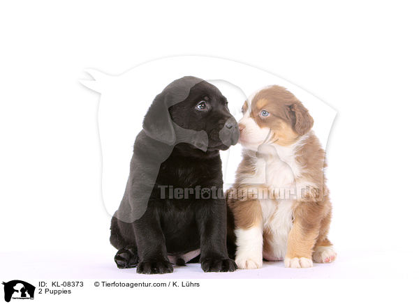2 Welpen / 2 Puppies / KL-08373